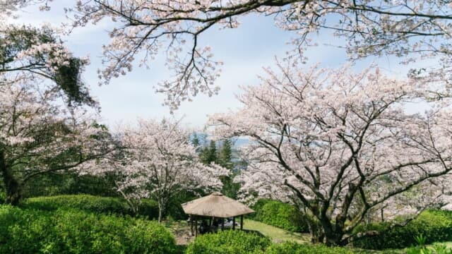 発心公園の桜