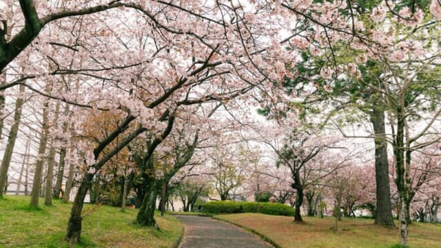 鷲塚公園の桜