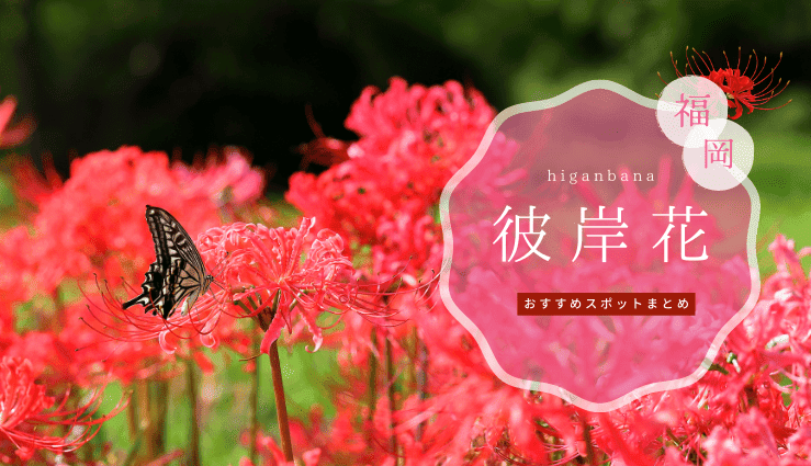 福岡で彼岸花がキレイな名所特集！見頃の時期やイベント情報もあり