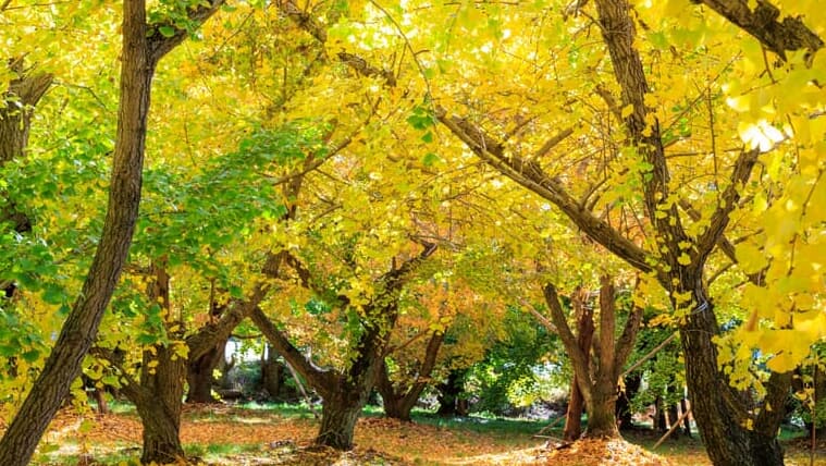広川にある「太原のイチョウ」が圧巻！八女を代表する秋の銀杏の木を見にいこう